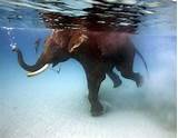 Photos of Can Elephants Swim