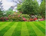 Photos of Lawn Care And Landscaping Services