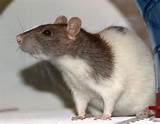 Fancy Rat Pictures