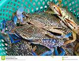 Blue Crab Market Images