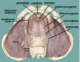 Pelvic Floor Muscles Labeled Pictures