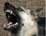 How To Control Dogs Aggressive Behavior