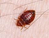Dead Bed Bug Spray Images