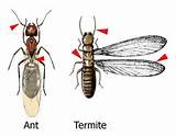 Photos of Flying Termite Size