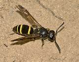Species Of Wasp Images