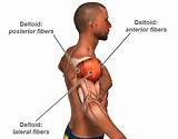 Muscle Joint Exercise Images