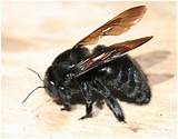 Photos of Can Carpenter Bees Sting You