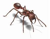 Carpenter Ants Nc Pictures