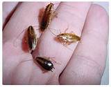 Cockroach Types Images