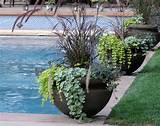 Plants For Swimming Pool Landscaping Pictures