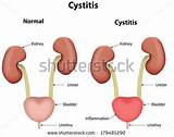 Dog Cystitis Home Treatment