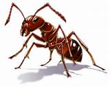 Pest Control Ants Pictures