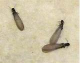 Flying Termite Swarm