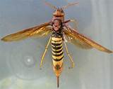 Wasp Queen Size
