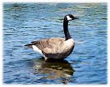 Images of Canadian Geese Pest Control