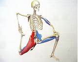 Strengthening Your Psoas Muscle