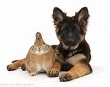 Images of Purebred German Shepherd Puppies For Sale Cheap