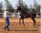 Horse Trainer Insurance Images