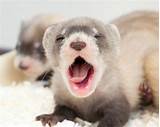 Pictures of Ferret Carriers