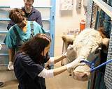 Veterinary Technician Schools Online Degree Photos