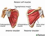 Images of Infraspinatus Muscle Exercises