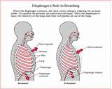 Diaphragm Muscle Exercise Pictures