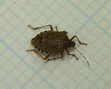 Stink Bug Control Pictures