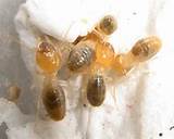 Termite Look Like Photos