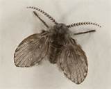 Flying Pest Identification Photos