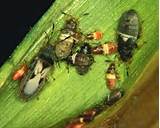 Photos of Chinch Bug Treatment Ontario