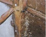 Termite Damage Uk Photos