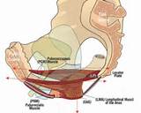 Images Of Pelvic Floor Muscles