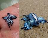 Images of Dragon Fish What Do They Eat