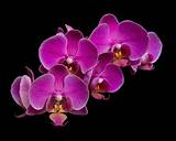 Phalaenopsis Orchid Care Ice Cubes Images