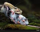 Images of Rat Poison Jaguar