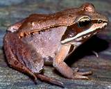 Photos of Wood Frog