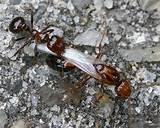 Photos of Queen Fire Ants