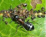Utah Carpenter Ants Photos
