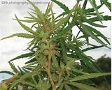Images of Marijuana Plant Pics