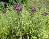Tall Weed With Purple Flower Photos