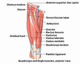 Quadriceps Muscle Exercises