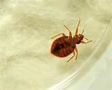 Heat Treatment For Bed Bugs Process Pictures