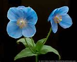 Pictures of Blue Poppy Flowers Pictures