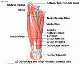 Pictures of Front Thigh Muscle Exercises