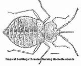Images of Bed Bug Lawyer Florida