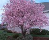 Photos of Trees That Have Purple Flowers In Spring