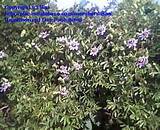 Hardy Passion Flower Vine Images