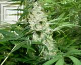 Pictures Of Marijuana Plants Growing Pictures