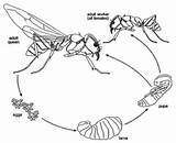 Pictures of Wasp Life Cycle