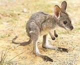Photos of Kangaroo Like Rodent